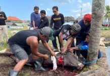 Warga Pasar Kodok Tabanan