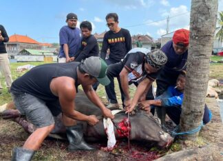 Hari Raya Kurban Warga Pasar Kodok Tabanan, Momentum Berbagi dan Tingkatkan Kepedulian Sesama Warga Pasar Kodok Tabanan